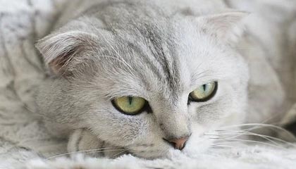 开云体育官网-成都兴城主场胜利，保持不败战绩，成都兴城足球俱乐部比赛直播