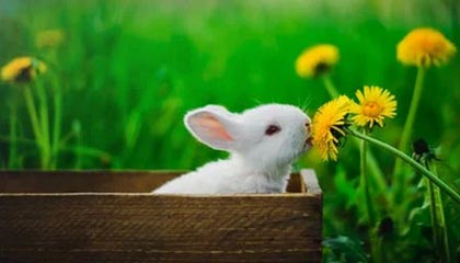 开云体育官网-成都兴城主场胜利，保持不败战绩，成都兴城足球俱乐部比赛直播